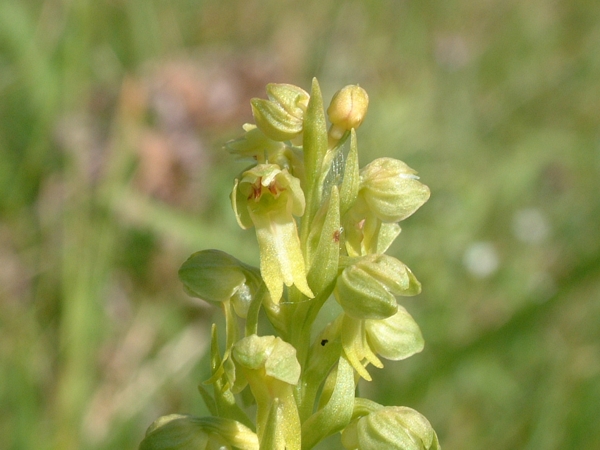 Coeloglossum viride e Orchis anthropophora